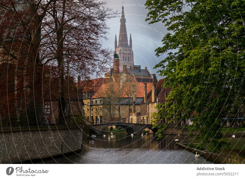 Historic architecture of Brugge with the Church of Our Lady spire overlooking a canal bridge, Belgium historic reflection water medieval building city tree