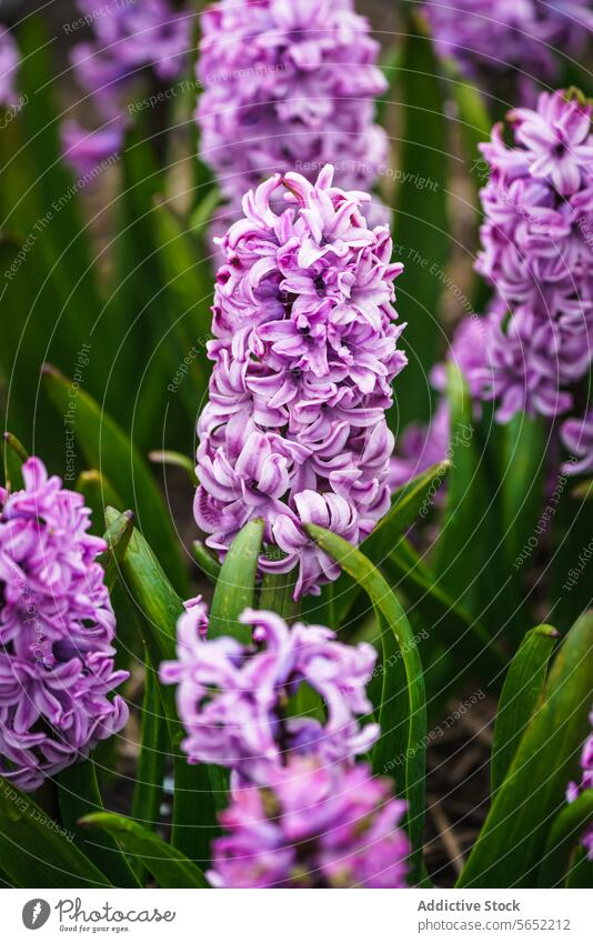 Clusters of vibrant purple hyacinth flowers blooming in a Dutch garden during spring hyacinths Netherlands flora horticulture nature fragrant botanical outdoors