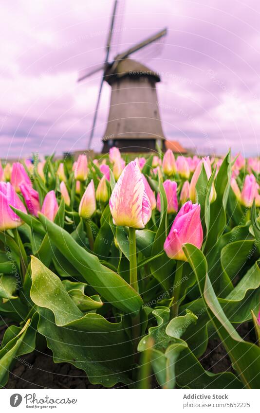 Pink tulips in bloom with a traditional Dutch windmill under a cloudy sky in the Netherlands pink flowers agriculture landscape spring nature rural horticulture