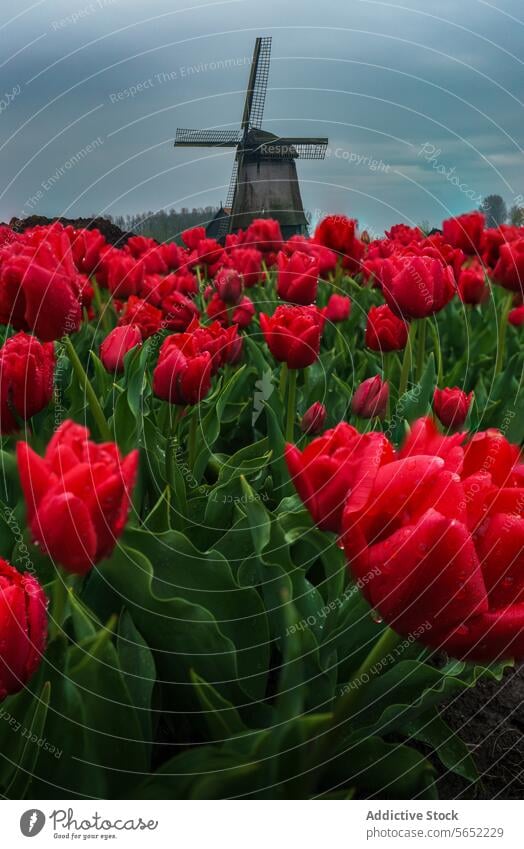 Vibrant red tulips in full bloom with a traditional Dutch windmill under a cloudy sky in the background Netherlands flowers spring nature horticulture vibrant