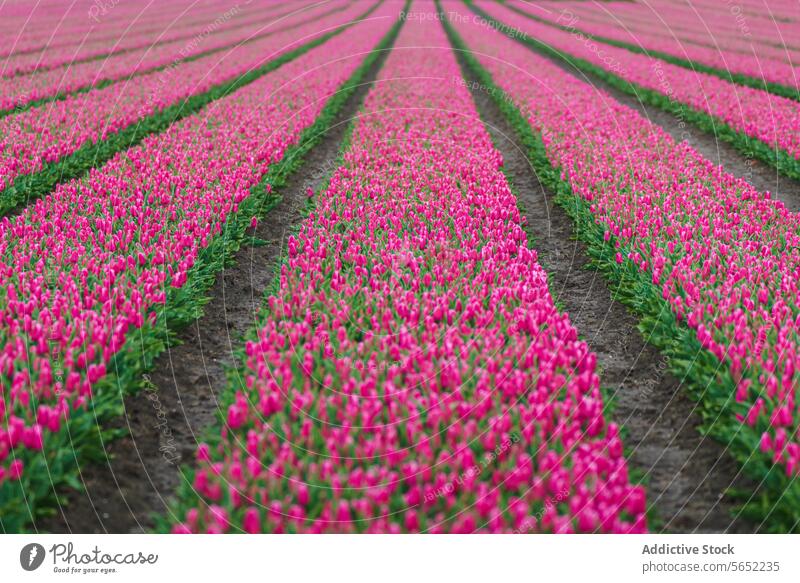 Endless rows of blooming pink tulips create a striking pattern in a Dutch flower field Holland Netherlands agriculture horticulture spring nature colorful