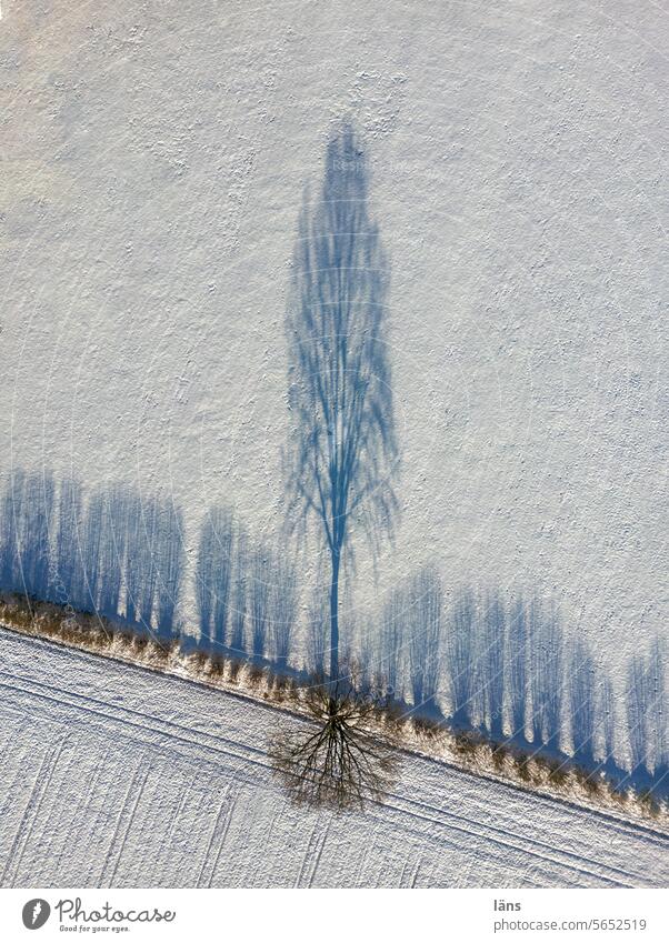 Winter landscape l Trees cast long shadows Snow Shadow play UAV view Cold Environment Agriculture Sunlight Snowscape Deserted Winter mood Snow layer