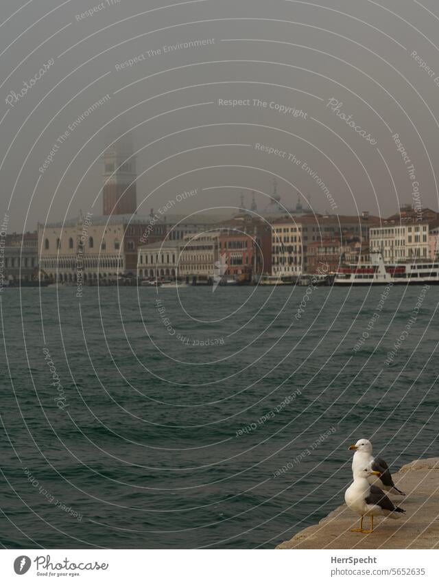 Foggy morning in Venice with seagulls and San Marco Italy Exterior shot Old town Port City Channel Tourism Tourist Attraction Canal Grande Vacation & Travel