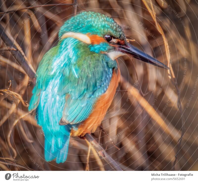 Lakefront Kingfisher kingfisher Eyes Beak Grand piano Alcedo atthis Head feathers plumage portrait Animal portrait Wild animal Bird Nature Twigs and branches