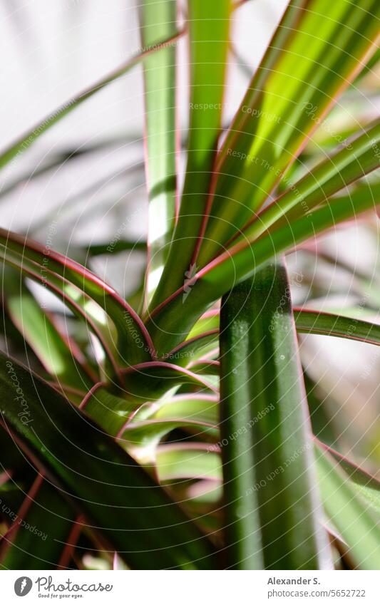 Green leaves of a houseplant green leaves Leaf Plant Houseplant Botany Decoration botanical Nature Garden decorations Detail Pot plant blurriness Close-up