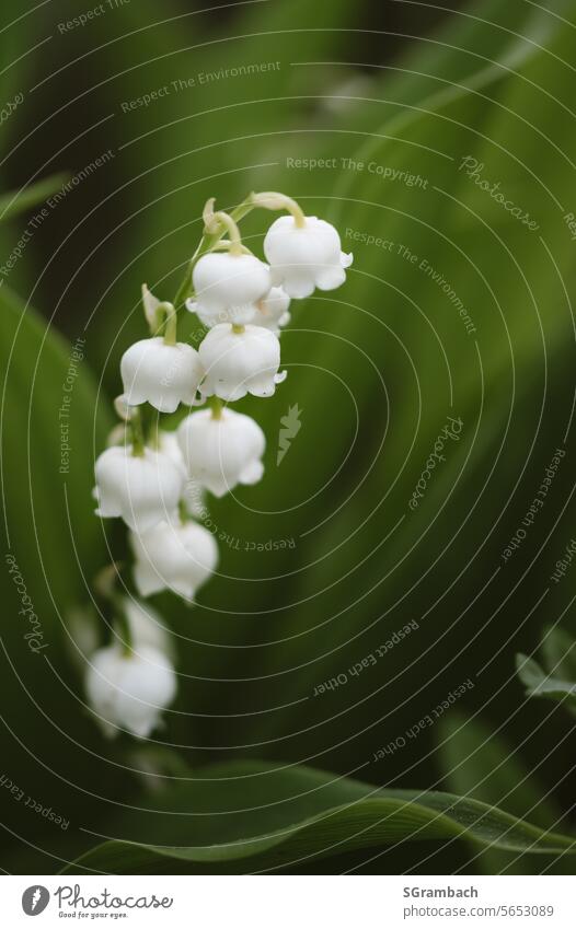 Lily of the valley with blurred background Spring Convallaria majalis Flower Close-up Spring flowering plant Green White Colour photo Exterior shot pretty May