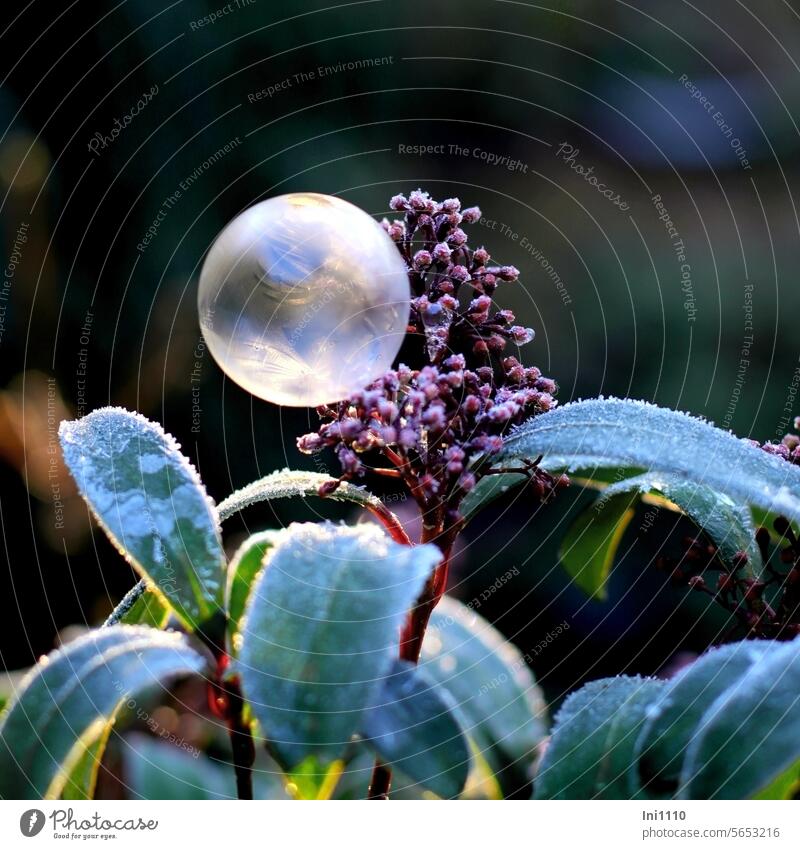 Soap bubble with ice crystals Winter winter fun Frozen Frost Crystal Plant Small shrub Skimmie Hoar frost Blossom leaves Shaft of light Bud