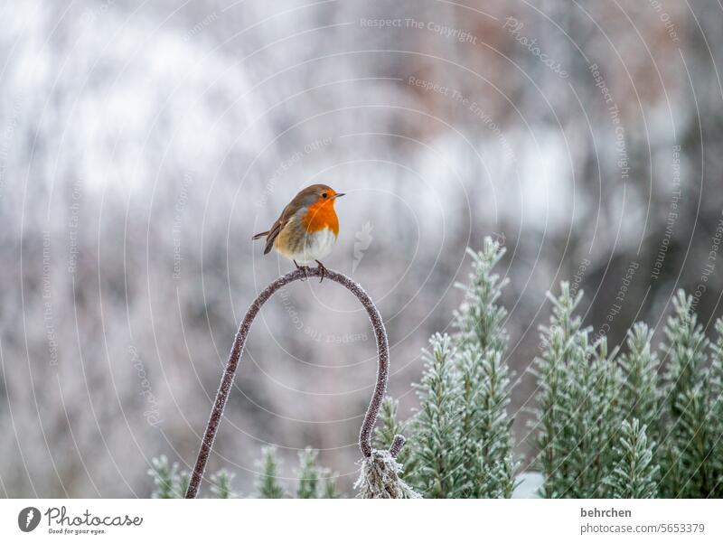 because it's the little things that count! Winter's day winter Wintertime Winter Silence Winter mood Fabulous animal world Cold Snow songbird Animal protection