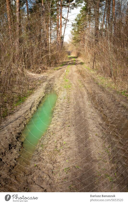 Puddle on a dirt road in the forest, April day puddle water nature tree wet spring april weather woodland springtime green outdoors no people photography