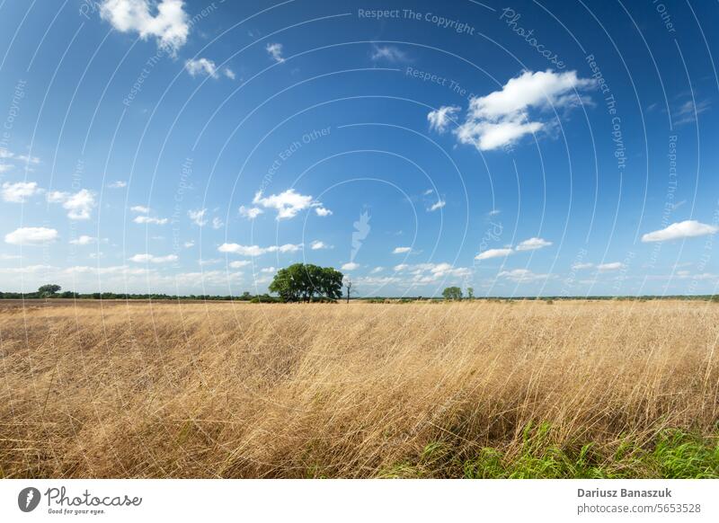 Dry grass in the field and trees on the horizon, July day meadow dry rural cloud sky summer landscape nature outdoor horizontal photography agriculture