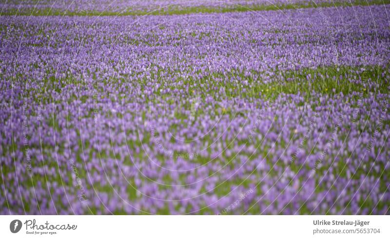 Spring / meadow with a sea of purple crocus flowers spring bloomers spring flowers beginning of spring spring feeling blooming spring flowers come into bloom