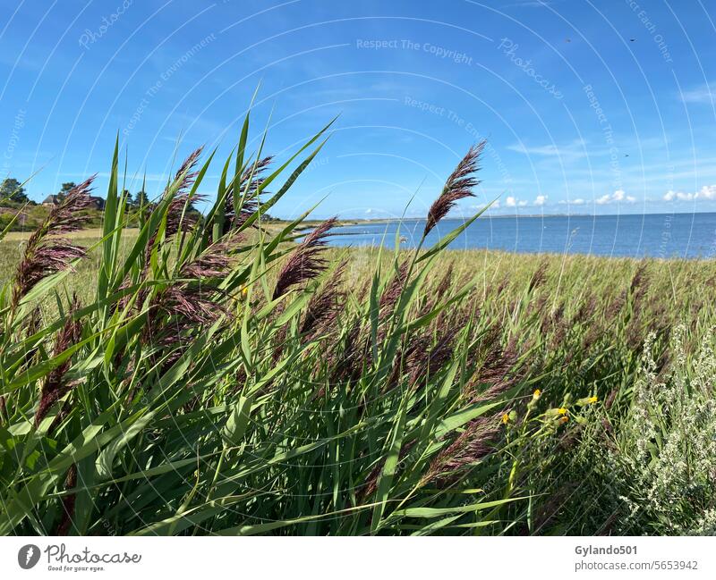 Reed grass on the Wadden Sea coast of the North Sea island of Sylt reed grass Common Reed Island Mud flats Germany Schleswig-Holstein Ocean Nature reserve