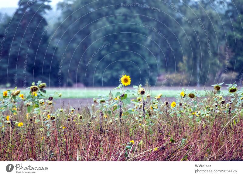 Only a few flowers in this small sunflower field are still intact in September Autumn Nature Agriculture Sunflowers autumn colours October Faded withered Late