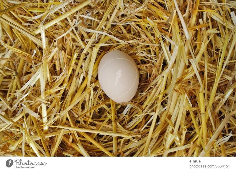 White hen's egg in straw Egg Hen's egg Food Straw Easter egg Organic produce Feasts & Celebrations fertility symbol Blog Decoration keeping chickens Spring