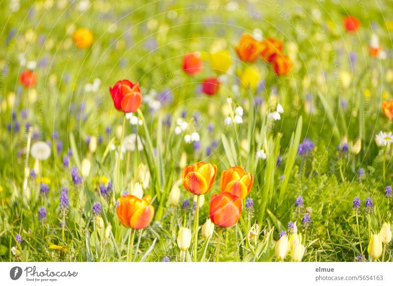 Colorful flower meadow with various early bloomers, tulips in the foreground Flower meadow Spring flowering plant variegated flowers blossom Spring snowflake
