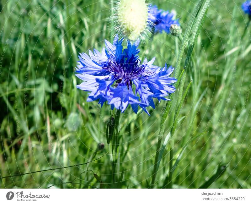 A cornflower in the middle of a meadow. Flower Close-up Blossoming Colour photo Nature Exterior shot Detail Summer naturally Environment Green pretty Deserted