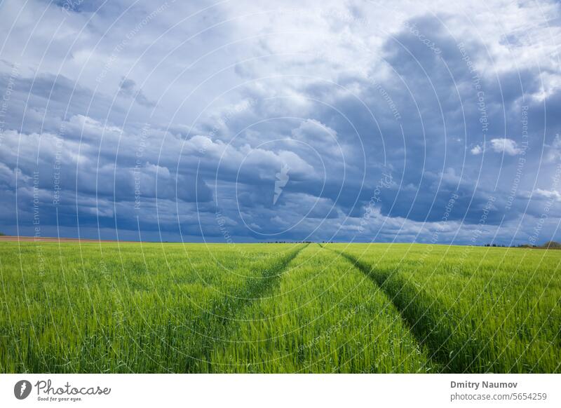 Stormy sky over green field in Bavaria Germany agricultural agriculture agronomy background bavaria bavarian blades change climate clouds concept country