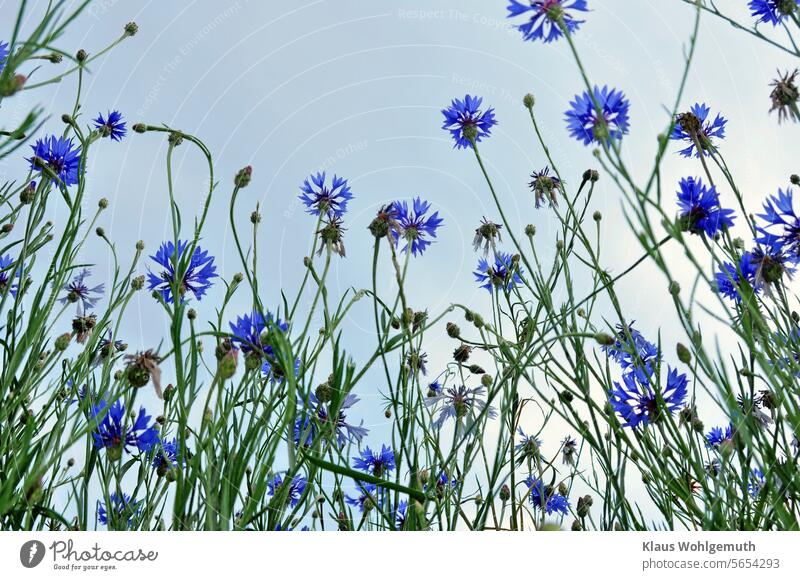 Summer impression. Cornflowers at the edge of the field stretch towards the sky. cornflowers cornflower blue Wild plant Flower Blossom Exterior shot Blossoming