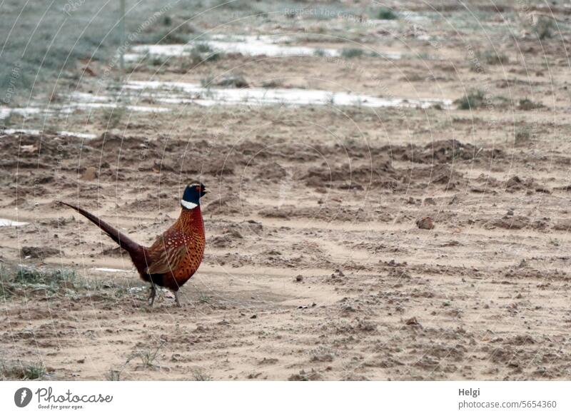 Pheasant on the move in a wintry field Bird masculine Winter Field Winter's day Snow acre Foraging hungry out Exterior shot Nature Winter mood Cold Landscape