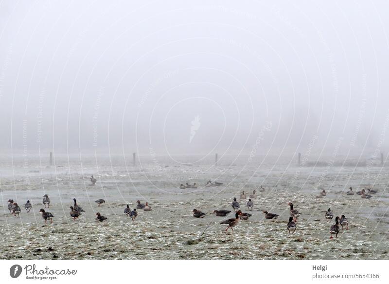 Wild geese in frost and fog on an icy meadow Goose Wild goose Many Winter Frost Ice chill Cold Meadow Ochsenmoor Fog foggy Foraging hungry Frozen Freeze
