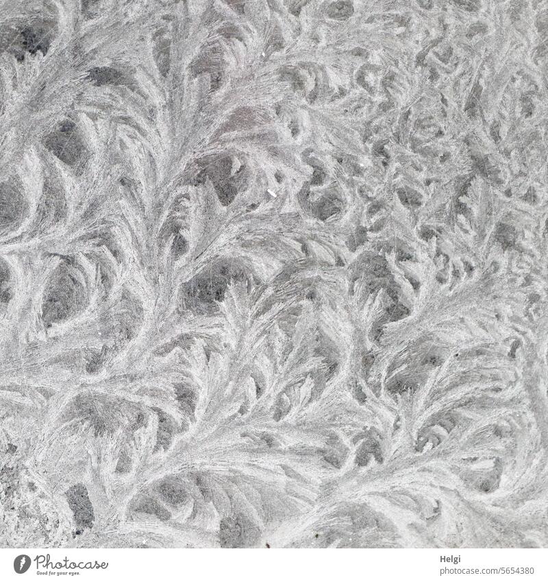 ice flowers Frostwork Ice Ice crystal ice structures Winter chill Freeze Pattern Bizarre Exceptional Frozen Cold Crystal structure White Exterior shot Close-up