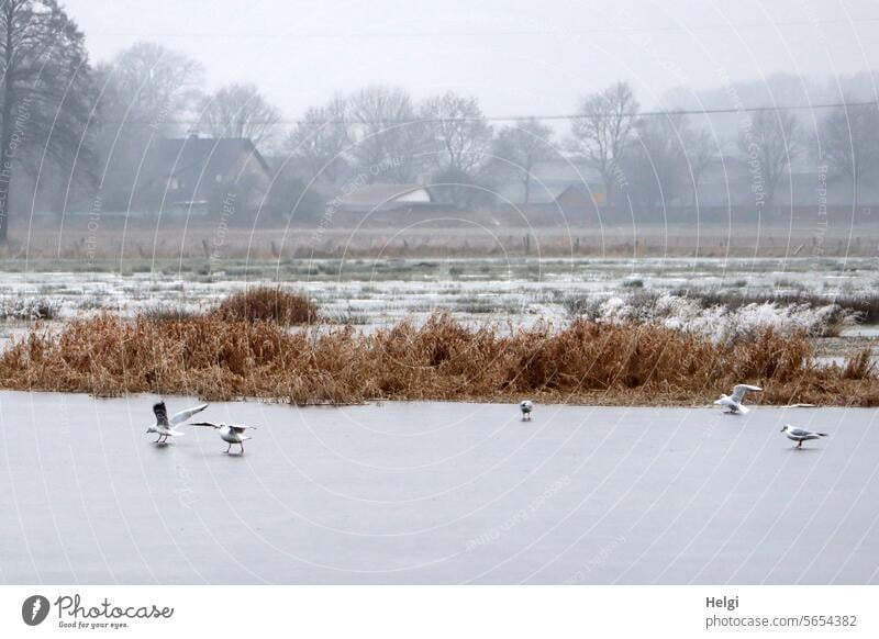 Seagull dance on the ice Landscape Nature Winter winter landscape Ice Snow Bird Stand Skid slide tour Frozen surface Meadow Inundated Cold Frost Freeze chill