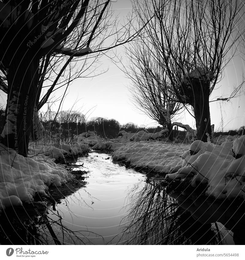 Willows by a stream in winter b/w graze twigs Brook Water Sunset reflection Surface of water Water reflection Winter Snow Calm silent Idyll Landscape