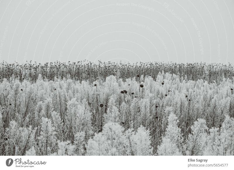 Frozen sunflower field in winter Frost Winter Snow Cold Hoar frost Ice crystal Exterior shot White chill Winter mood