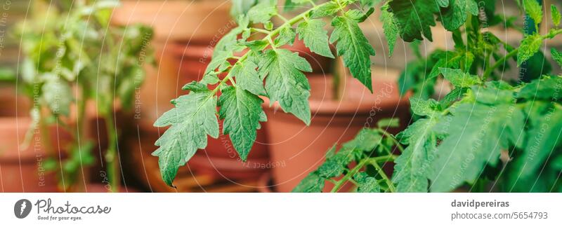 Tomato plant leaves growing on ceramic pots on a vegetable garden in balcony tomato plants leaf urban terrace panoramic banner panorama header web close up