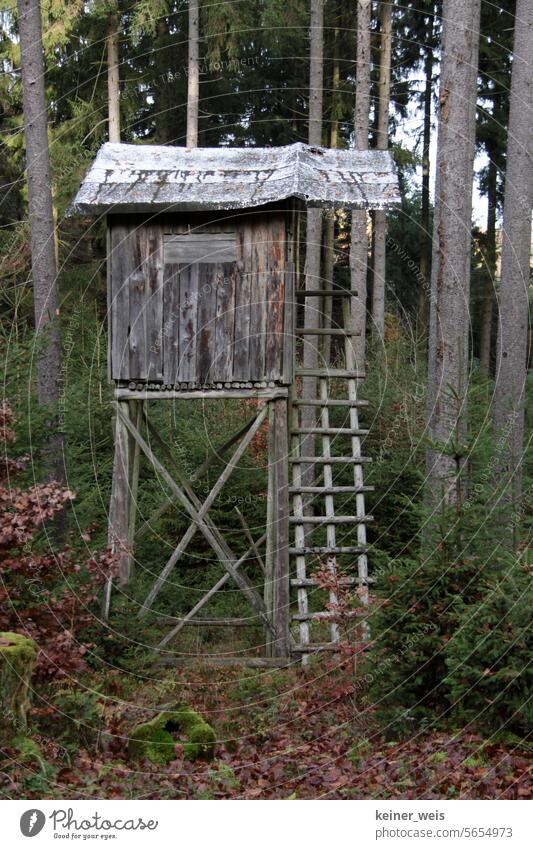 High seat for hunting in the forest in the hunting lodge of the nobility Hunting Blind hunting seat Forest high level Aristocracy privilege trees Nature