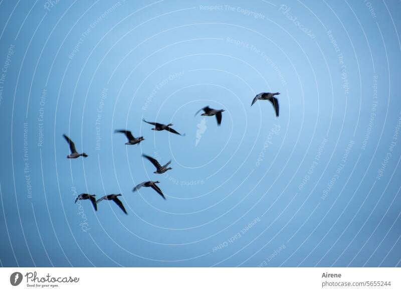 returning soon in common geese Air Sky Migratory birds Together departure awakening Free weightless Freedom Wild goose wild geese Flock of birds Goose Movement