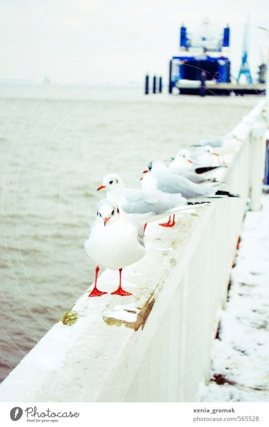 seagull Environment Nature Animal Water Winter Climate Beautiful weather Wind Ice Frost Snow Coast Lakeside Beach North Sea Baltic Sea Ocean Brook