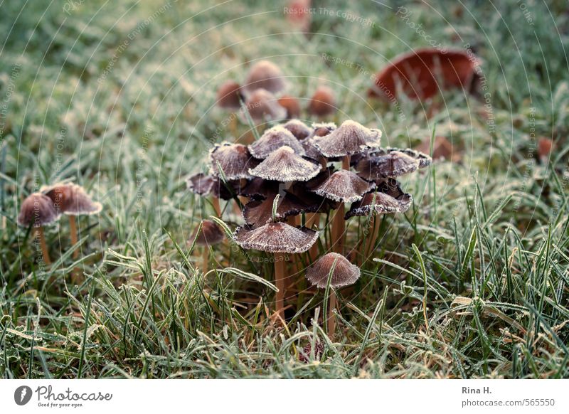 off Autumn Ice Frost Grass Mushroom Garden Freeze Communicate Cold Natural Green Remote Barred Hoar frost Conspiracy Accumulation Assembly Colour photo