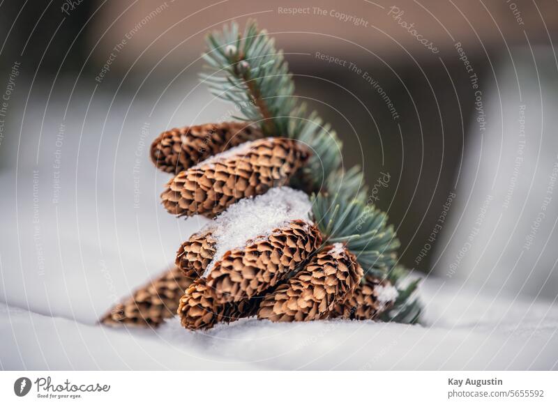 Cones of the blue spruce Blue spruce Cone scales Stech spruce spruces Snow Winter Nature Close-up ice crystals chill Frost Wintertime Fir branch Season Twig