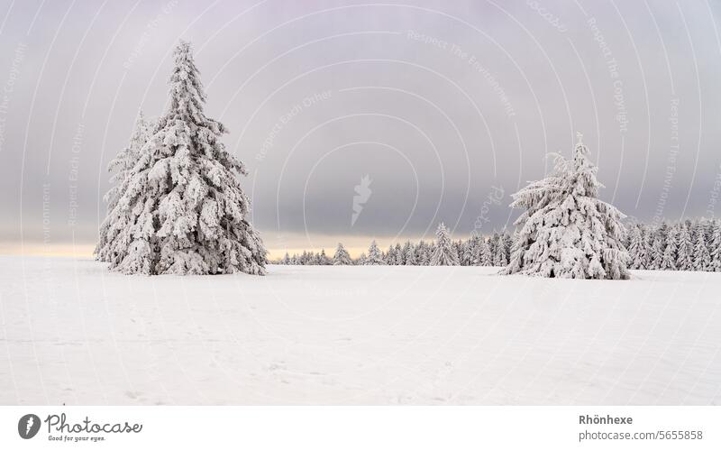 Winter wonderland in the Rhön Snow Light Tree Landscape Exterior shot Deserted Colour photo Nature Day Cold White Beautiful weather Frost Sunlight Idyll Weather