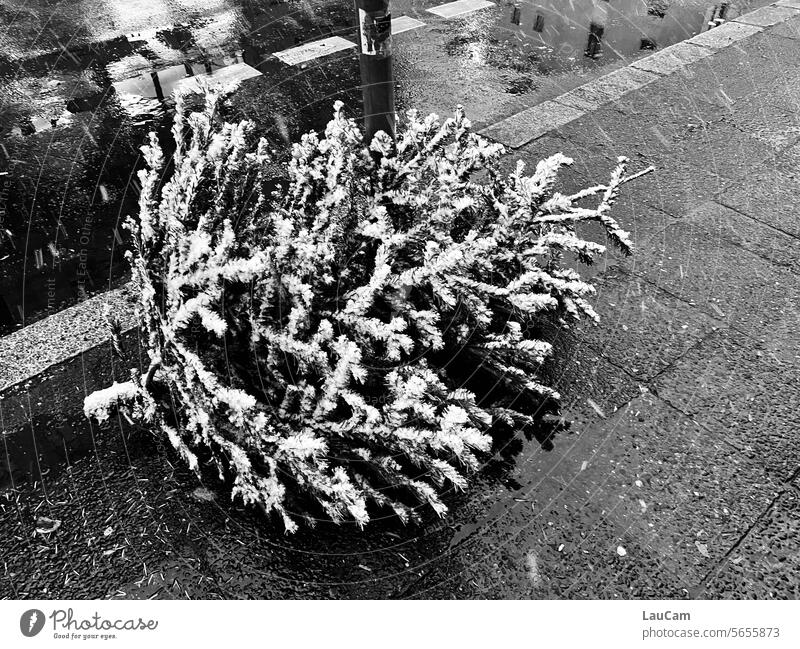 away with it! | Knut - Christmas is over knut Christmas tree End of the Christmas season Tradition Fir tree Disposed of disused waste fir tree Christmas mood
