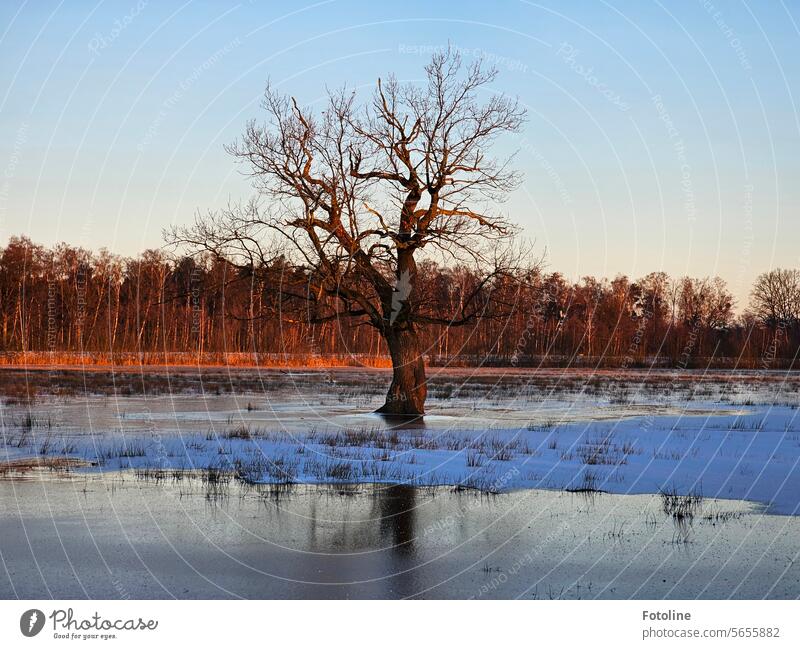 An old gnarled tree stands on a flooded meadow, frozen by the frost. Ice Frost Cold Winter Frozen Freeze Blue Sunrise Bright Light Ice sheet Exterior shot Day