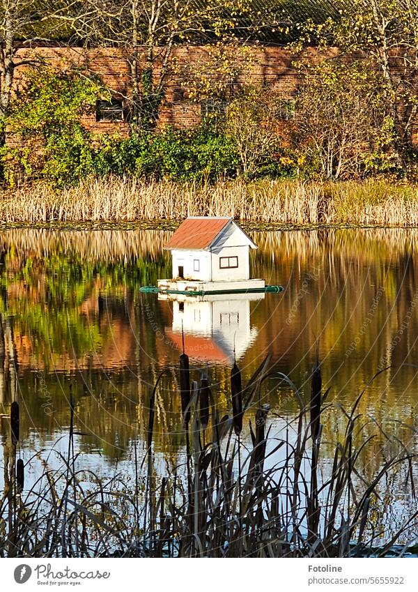 Bella and I drove past a small duck pond and just had to stop to take a photo of this little duck house. Pond Water Lake Reflection Calm reflection Lakeside