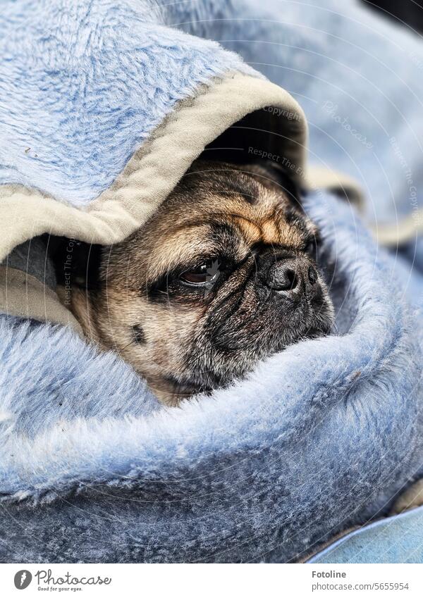 Snuggled up in a light blue blanket, the little pug observes what is happening around him. Pug Dog Pet Animal Exterior shot Animal portrait Day