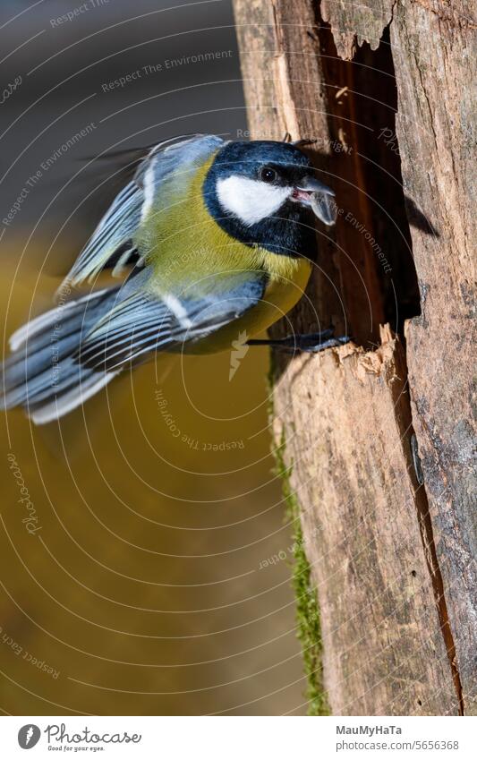 great tit Tit Bird forest Winter Nature tree Animal wings food Small songbird fly animal bird feeding feathers branches Colour photo scenery Animal portrait