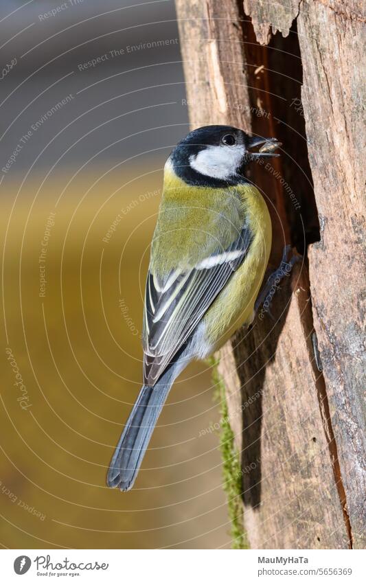 Great Tit in feeder Bird of prey Animal bird of prey Wild animal Animal portrait Exterior shot Colour photo Nature 1 Close-up Feather Day Animal face Looking