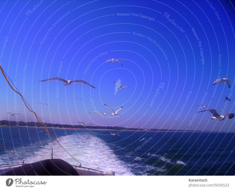 Ein Schwarm Möwen fliegt hinter einem Schiff her. Vögel Wasservogel viele fliegen Flug Flügel ausgebreitet gespannt Spannweite Federn Federkleid Gefieder Himmel