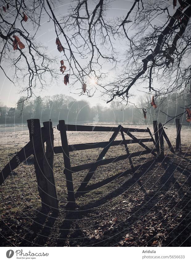 Wooden gate in the morning winter sun Gate Fence Sun Back-light Morning Fog Light Landscape Tree Sunbeam Beautiful weather Sunlight Twigs and branches Shadow