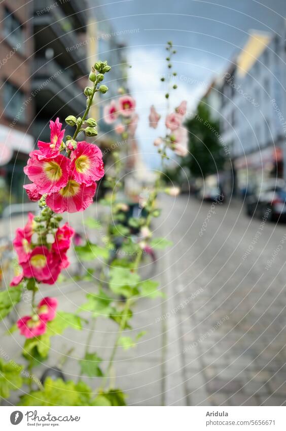 Hollyhocks by the roadside Town houses Street Old building Flower city greening Building Summer Cobblestones off Footpath Facade Architecture Manmade structures