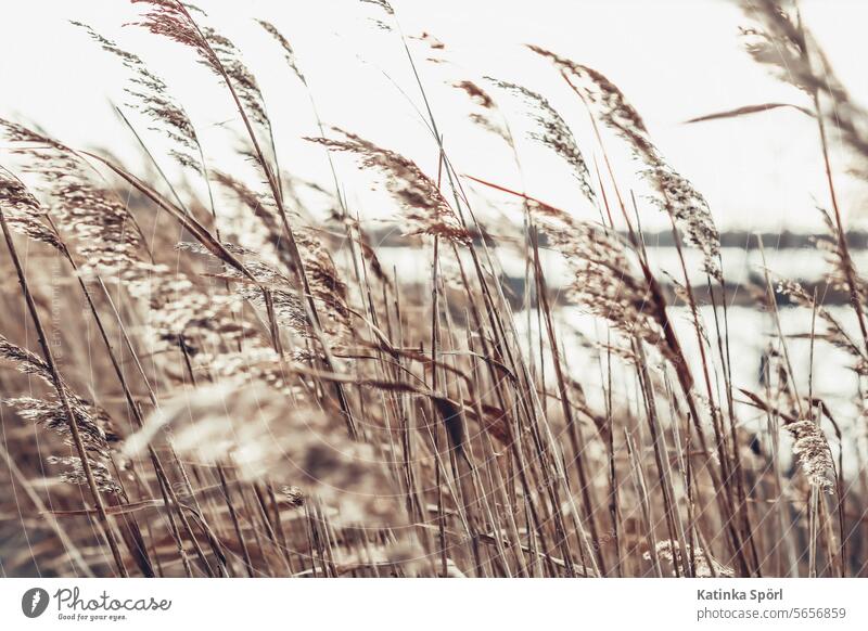 Grasses at the lake grasses reed reed grass reed stalk Lake Exterior shot Nature Plant Light Lakeside Landscape Idyll Colour photo Sunlight Calm bank Water