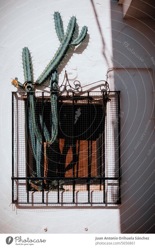 Cactus sticking out between the grille of a window in a Spanish village house cactus Cadiz Andalusia Spain street whitewashed tradition traditional flower pot