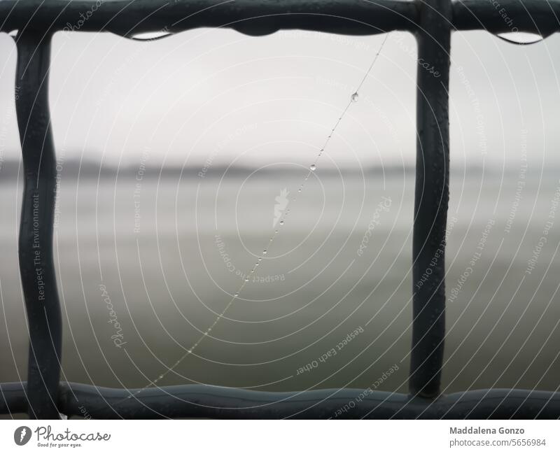 a wet spiderweb thread hanging on a metal fence drop Rain Drops of water Exterior shot delicate suspended resilient closeup grey condensation weather background
