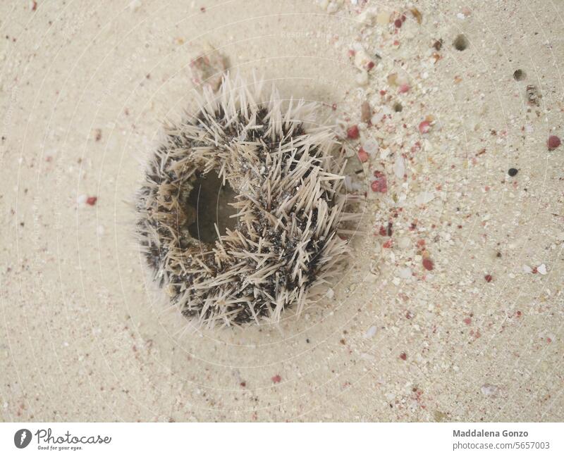 dead sea urchin on beach spiny sand prickly ocean Beach Vacation & Travel Nature Water globular echinoderm coast