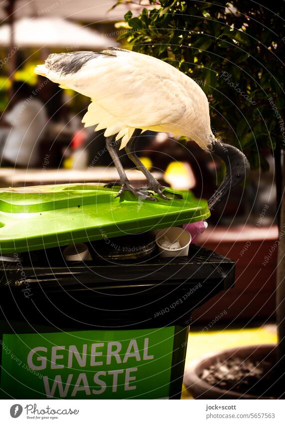 Get rid of it! | An ibis loves to eat the garbage Ibis Bird Wild animal Trash dustbin Environment throwaway society waste Waste management Throw away Adjustment
