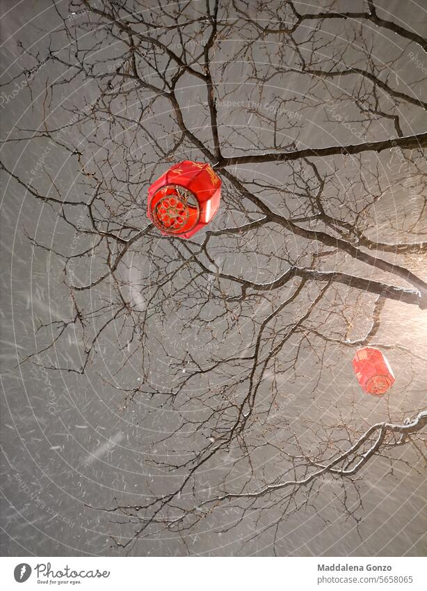 two chinese lanterns hanging from bare tree branches during snow storm red chinese new year Red Decoration Chinese snowstorm winter sky lampion chinatown